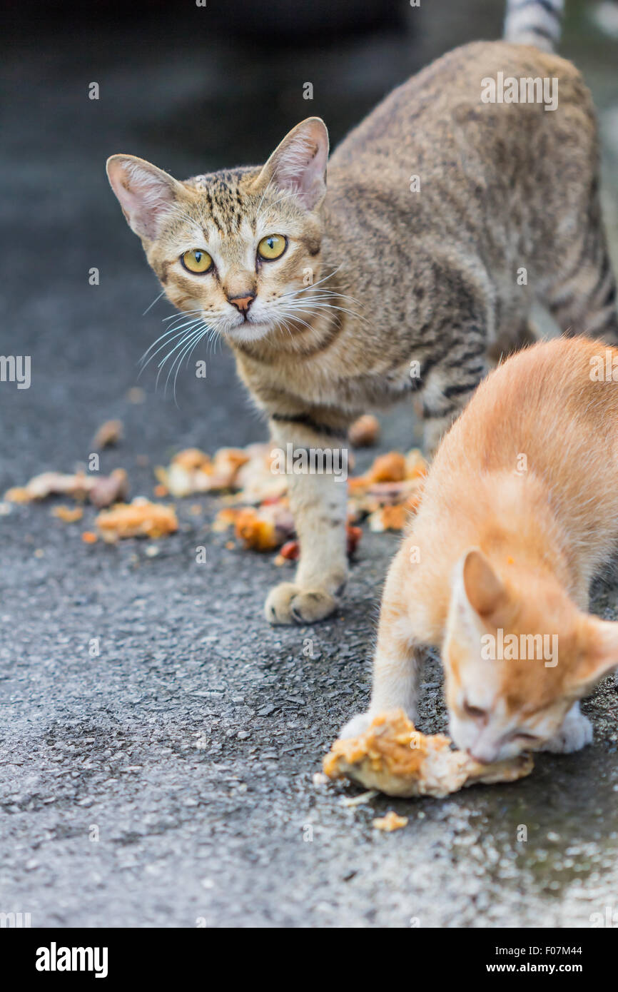 Katze essen Huhn auf die Seite gehen Stockfoto