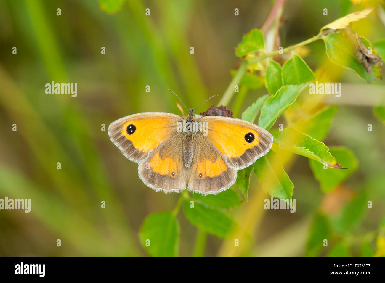 Gatekeeper Schmetterling ruht auf einem Blatt, Pyronia Tithonus Stockfoto