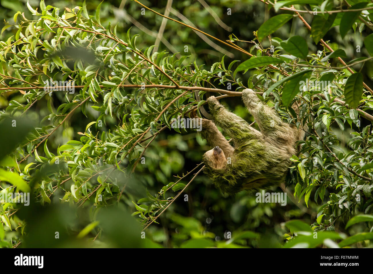 Brown-throated Dreifingerfaultier (Bradypus Variegatus) fand in Privatreservat Luna Nueva Regenwald in Costa Rica Stockfoto