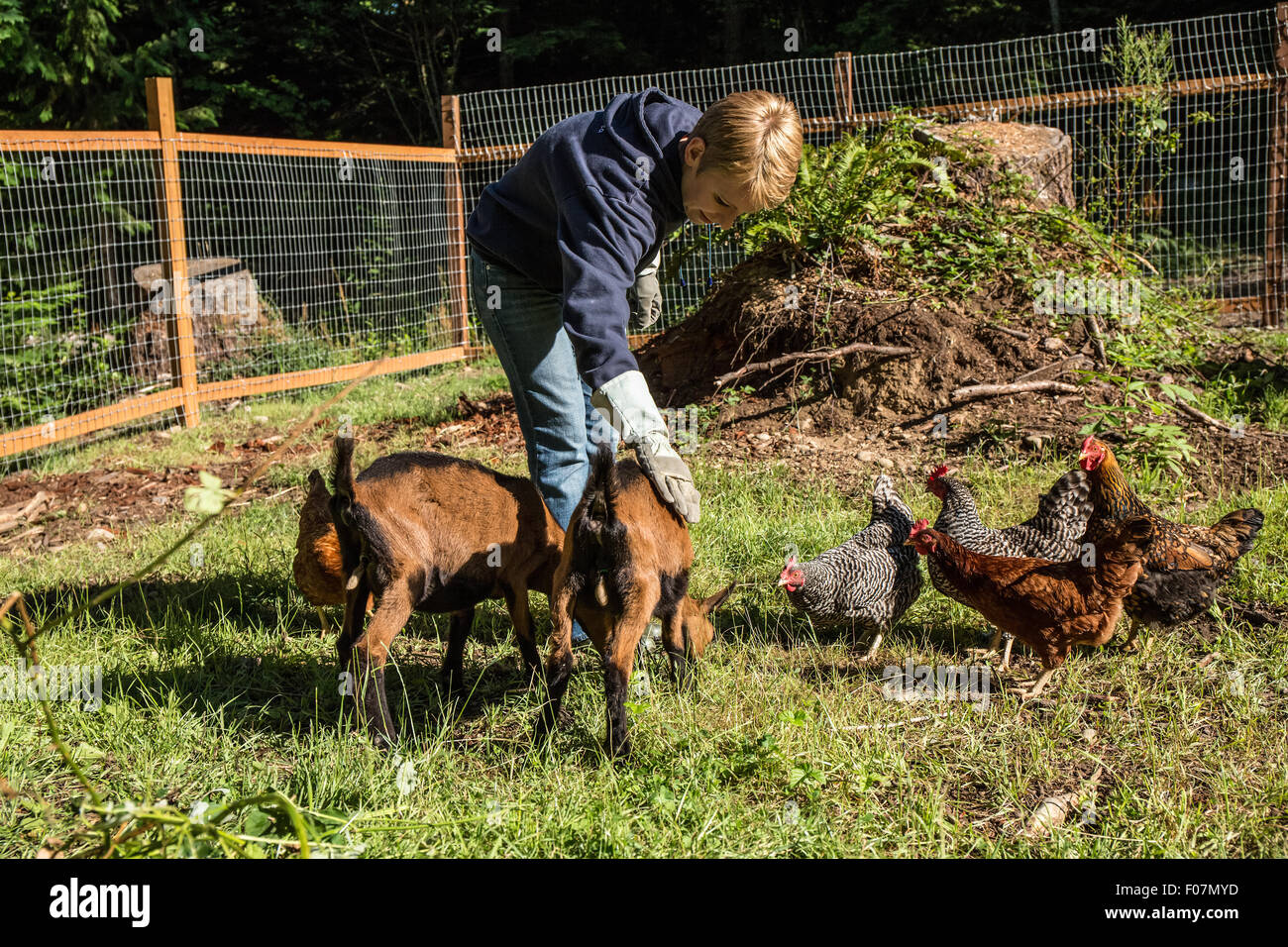 Frau und ihr 11 Wochen alten Oberhasli Ziegen und Hühner in Issaquah, Washington, USA. Stockfoto