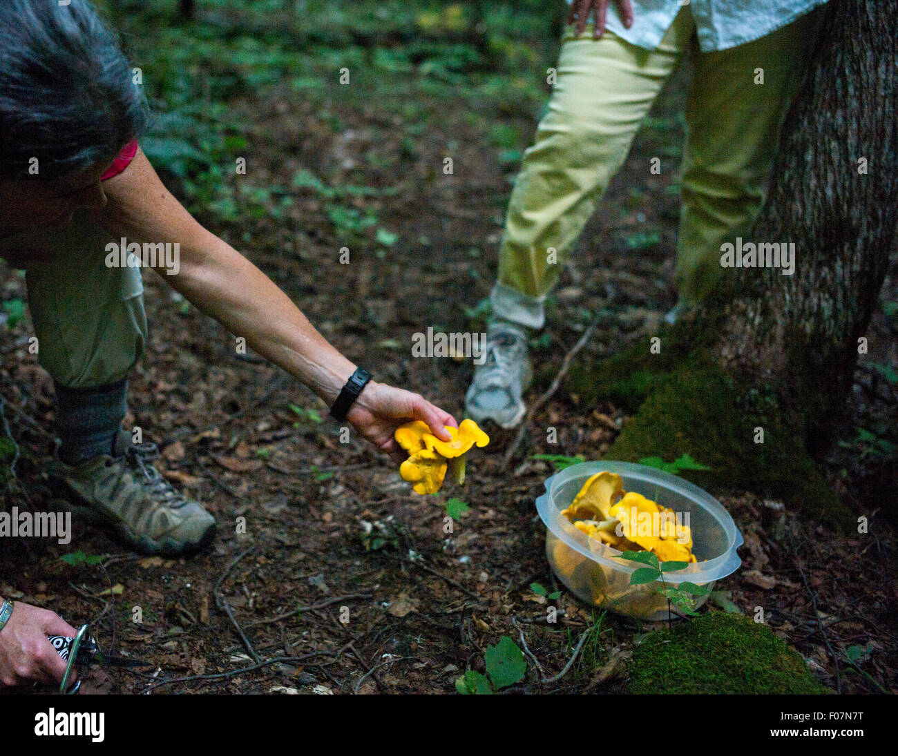 Ein Vermont Bewohner hält einen goldenen Pfifferling Pilz beim Wandern auf einem bewaldeten Pfad in Monkton, Vermont. Pfifferlinge wachsen in Büscheln in moosigen Nadelwäldern und gelten als eine ausgezeichnete Speisepilz. Stockfoto