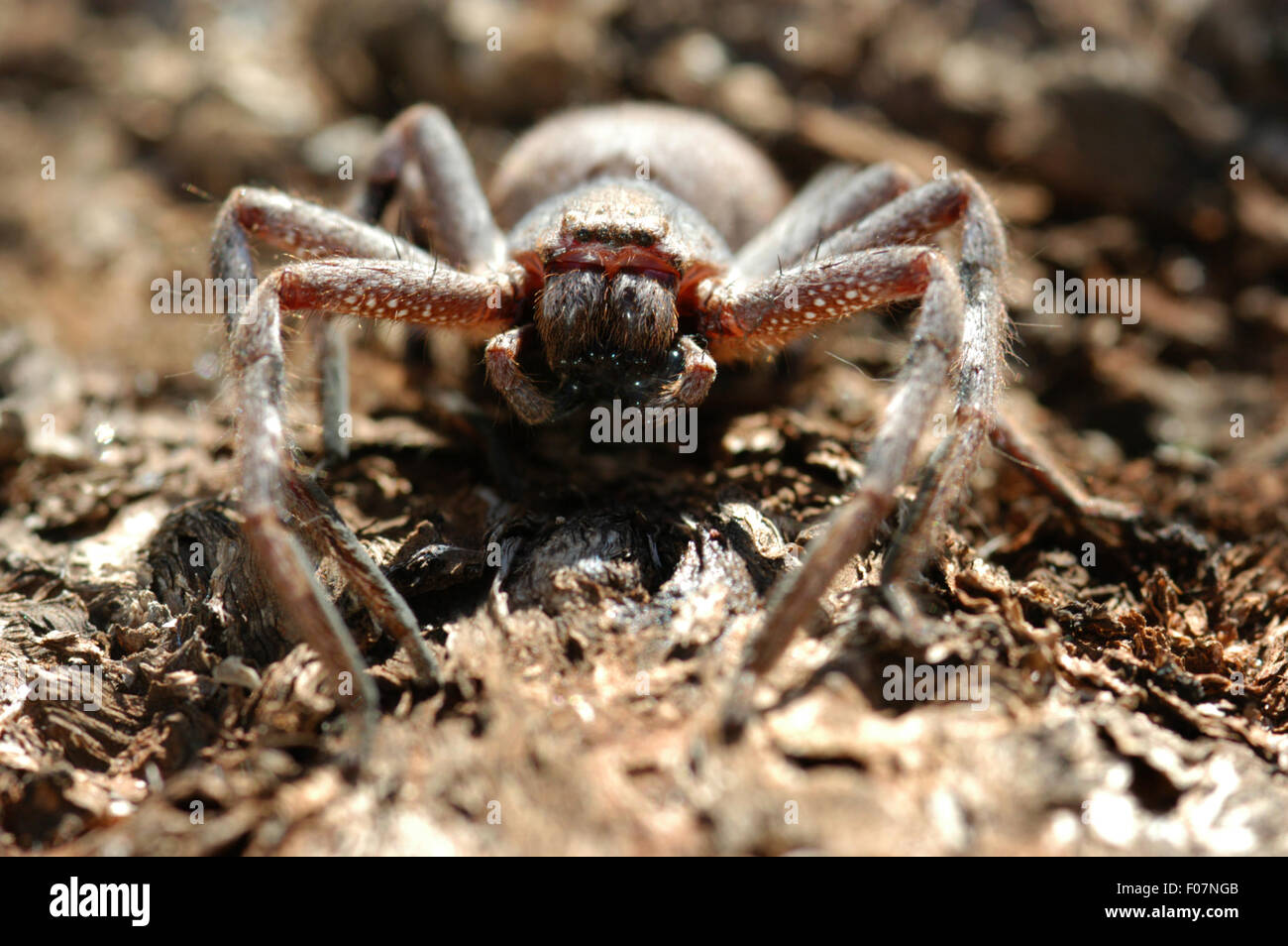 Detaillierte AUFNAHME EINES HUNTSMAN SPIDER (ISOPODA SP.) Stockfoto
