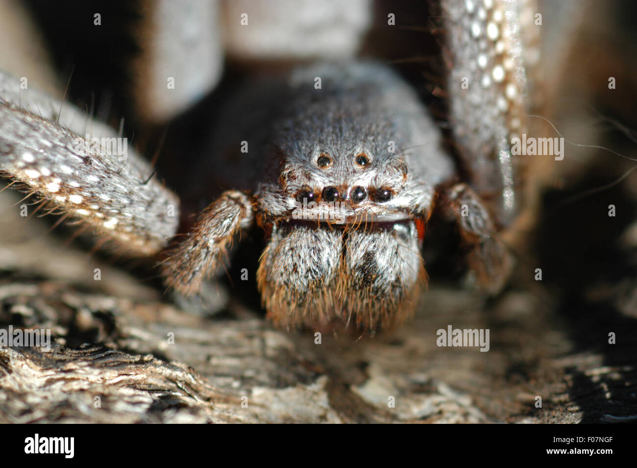 Detaillierte AUFNAHME EINES HUNTSMAN SPIDER (ISOPODA SP.) Stockfoto