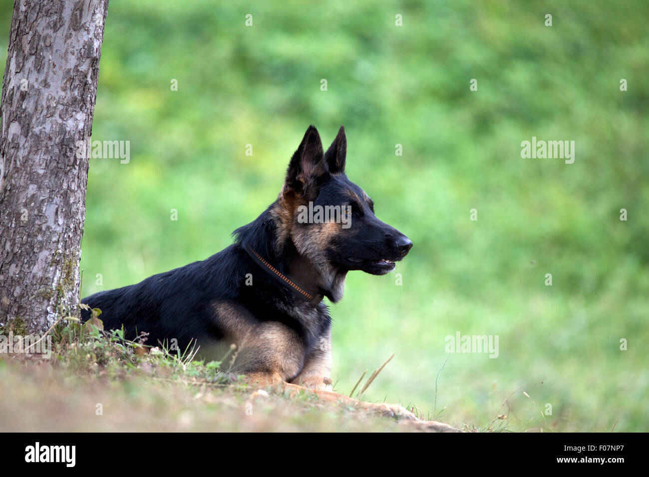 Deutsch Shepard legen Hund außerhalb unter den Baum Stockfoto