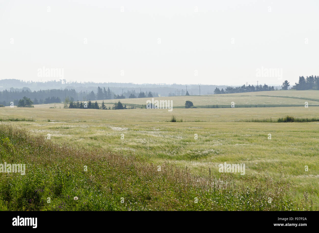 Blick auf Felder und Wälder von Prince Edward Island Stockfoto