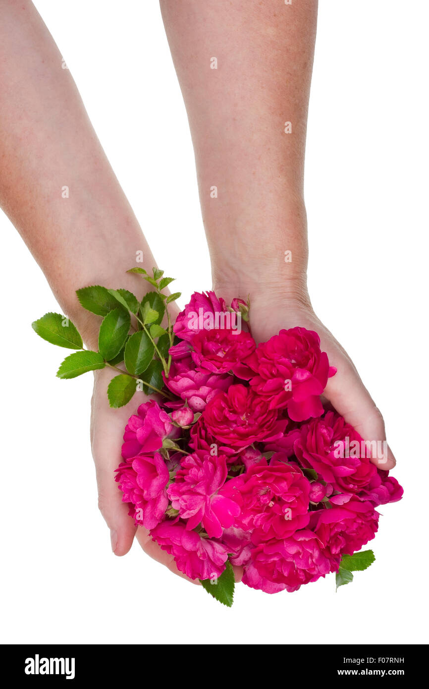 Duftende Rosen für die Parfümindustrie in Händen der ländlichen Arbeiter. Isolierte Studio Shot Konzept Stockfoto