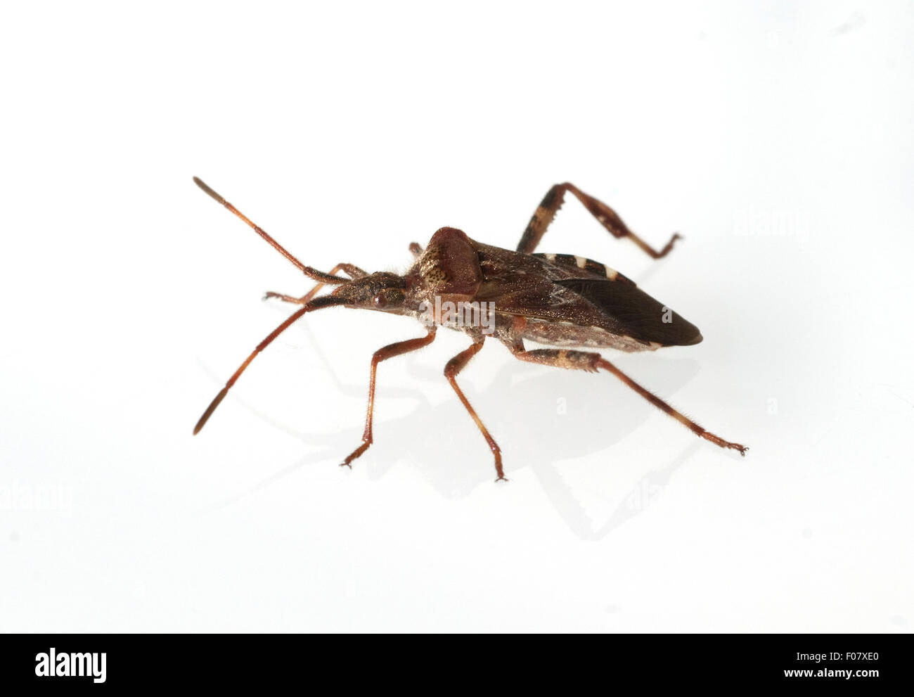 Amerikanische Zapfenwanze, Leptoglossus, Occidentalis, Stockfoto