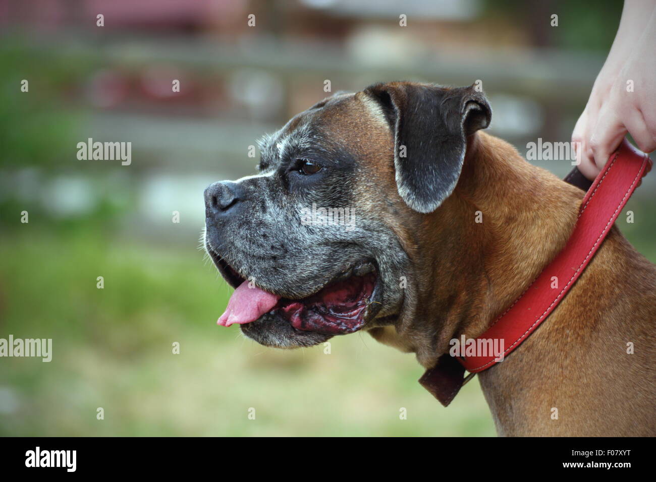 Porträt einer Boxer-Rasse mit Roter Kragen Stockfoto