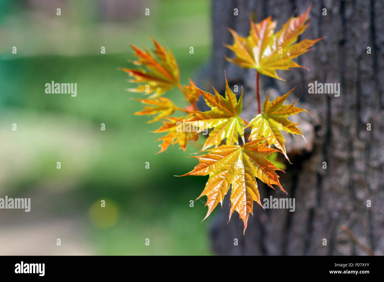 frische Ahornblätter wachsen aus dem Stamm des Baumes im zeitigen Frühjahr Stockfoto