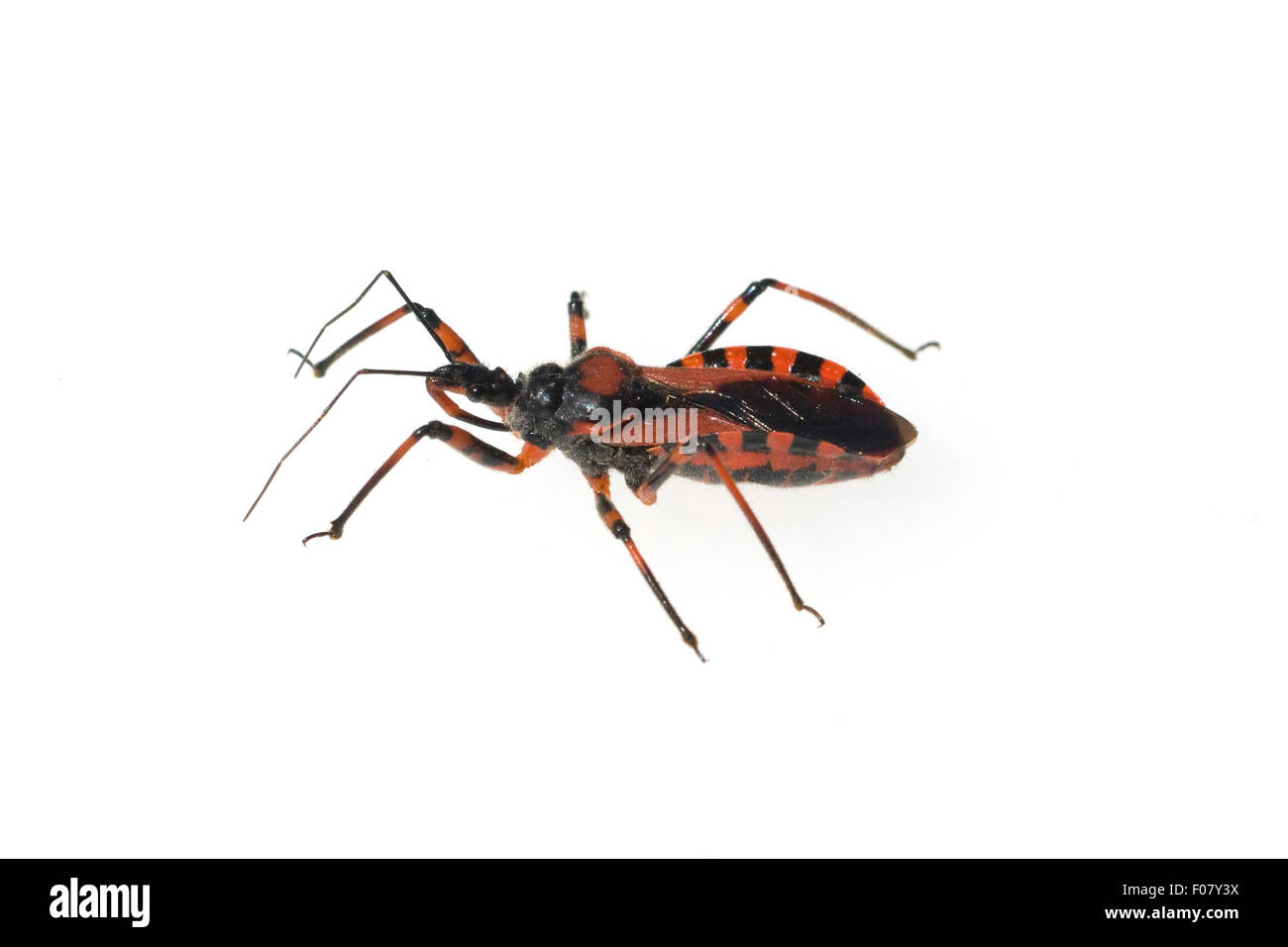 Wanze, Rhinocoris, Iracundus, Stockfoto