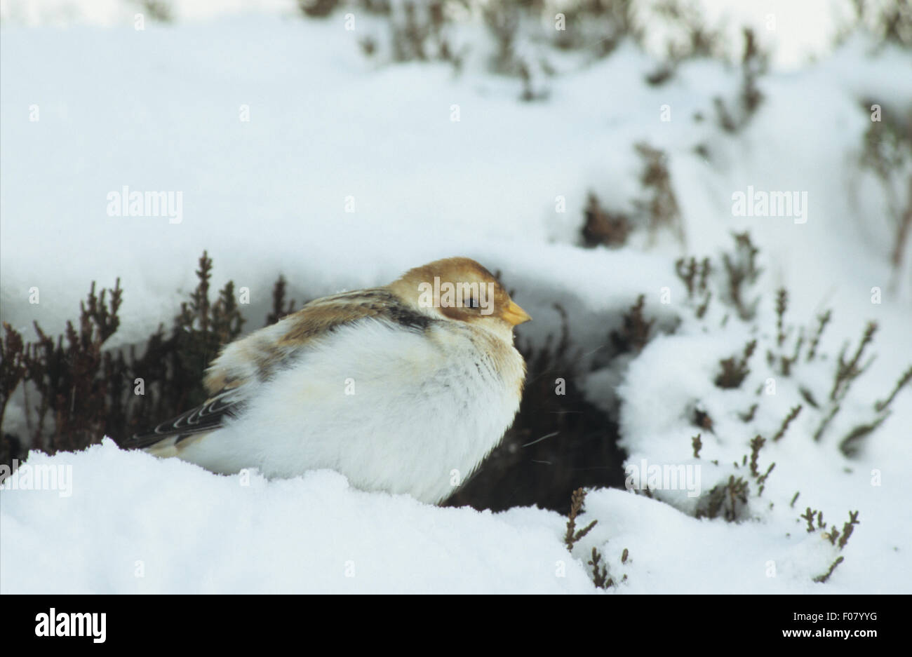 Snow Bunting im Profil, die auf der Suche nach rechts sitzen in einer Mulde in Heide im Tiefschnee Stockfoto