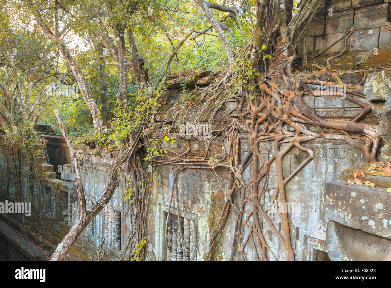 Beng Mealea Tempel, Angkor, Kambodscha Stockfoto