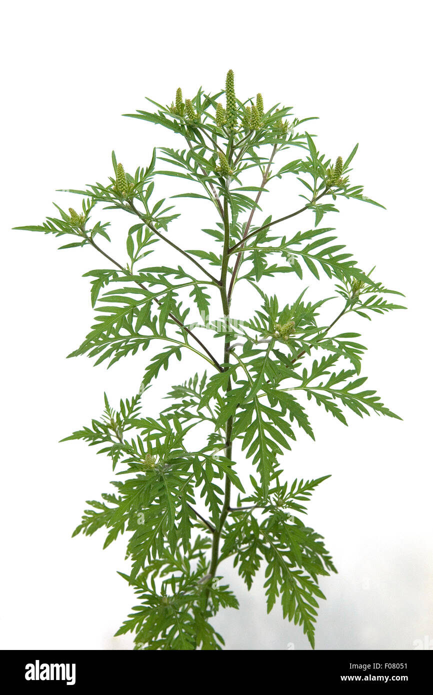 Ambrosiabluete, Ambrosia Artemisiifolia, Aufrechtes, Traubenkraut, Stockfoto