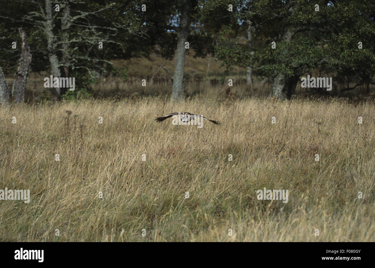 Waldkauz Captive flying low in Richtung der Kamera über einen überwucherten Feld vor der Wälder Stockfoto