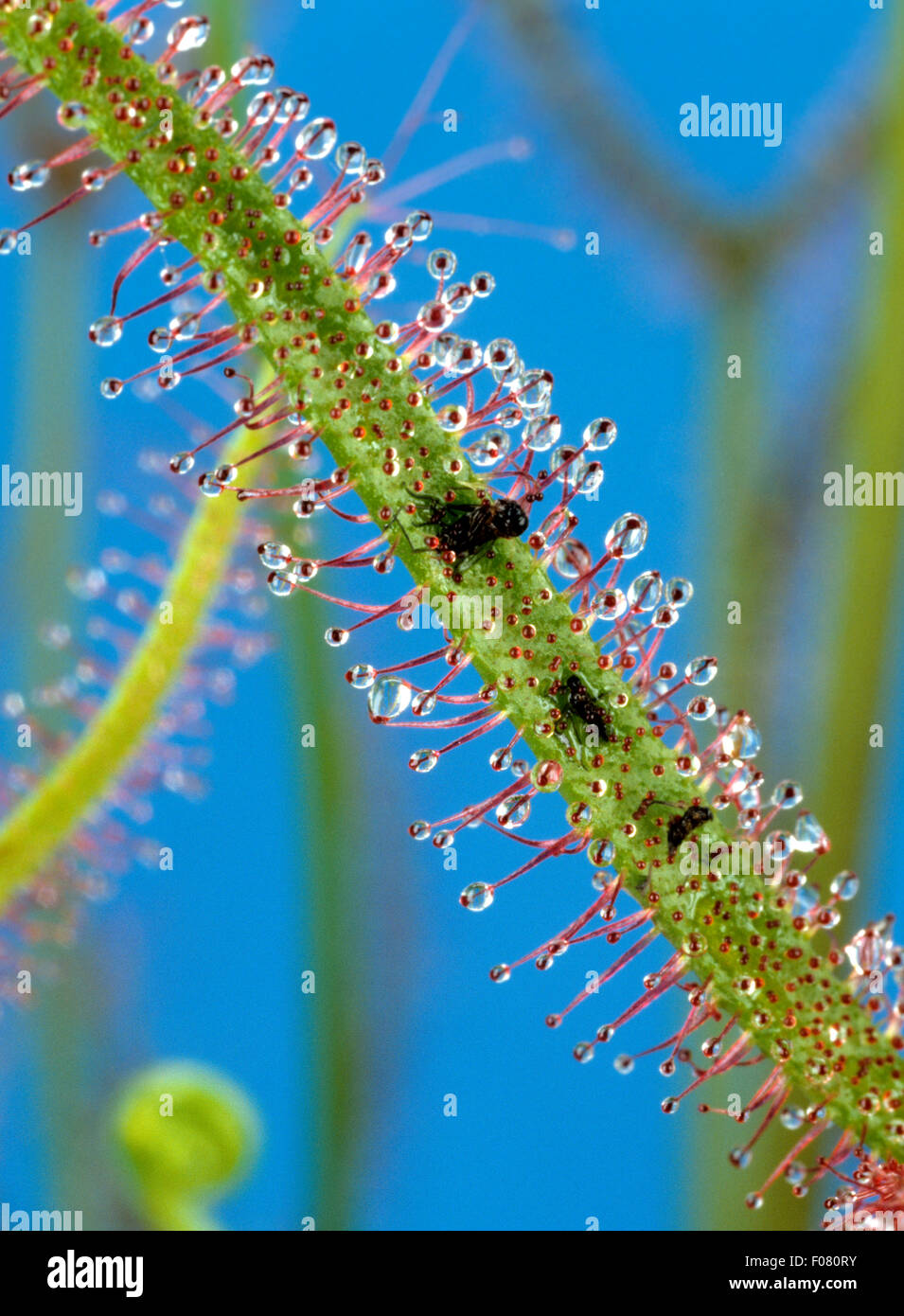 Sonnentau; Drosera anglica Stockfoto