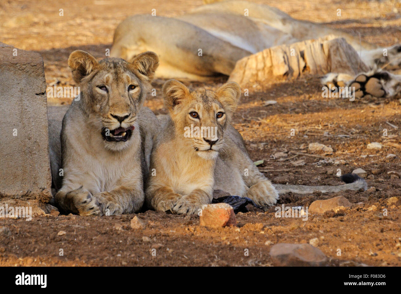 Asiatische Löwen (Panthera Leo Persica) im Gir-Nationalpark, Gujarat, Indien Stockfoto
