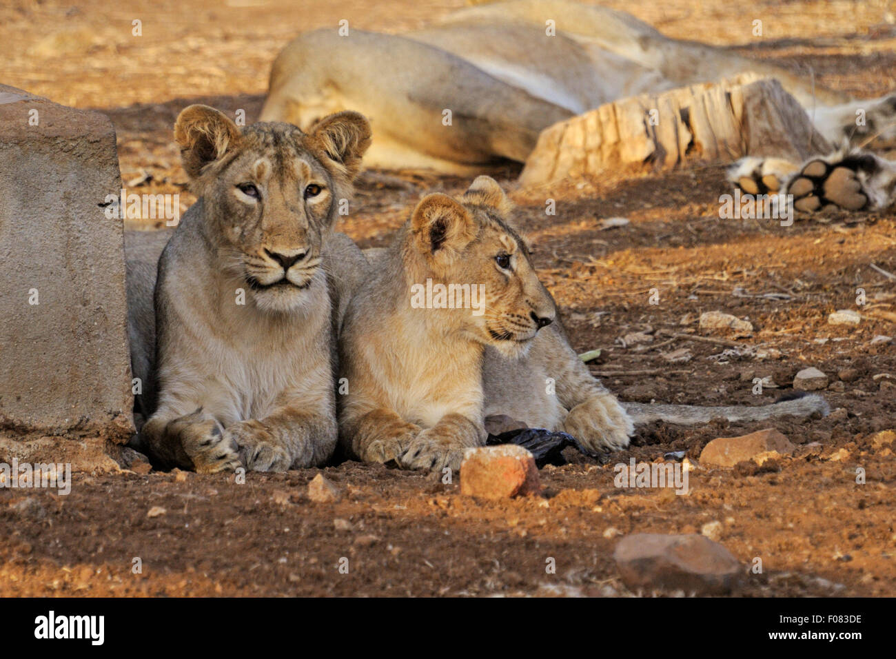 Asiatische Löwen (Panthera Leo Persica) im Gir-Nationalpark, Gujarat, Indien Stockfoto