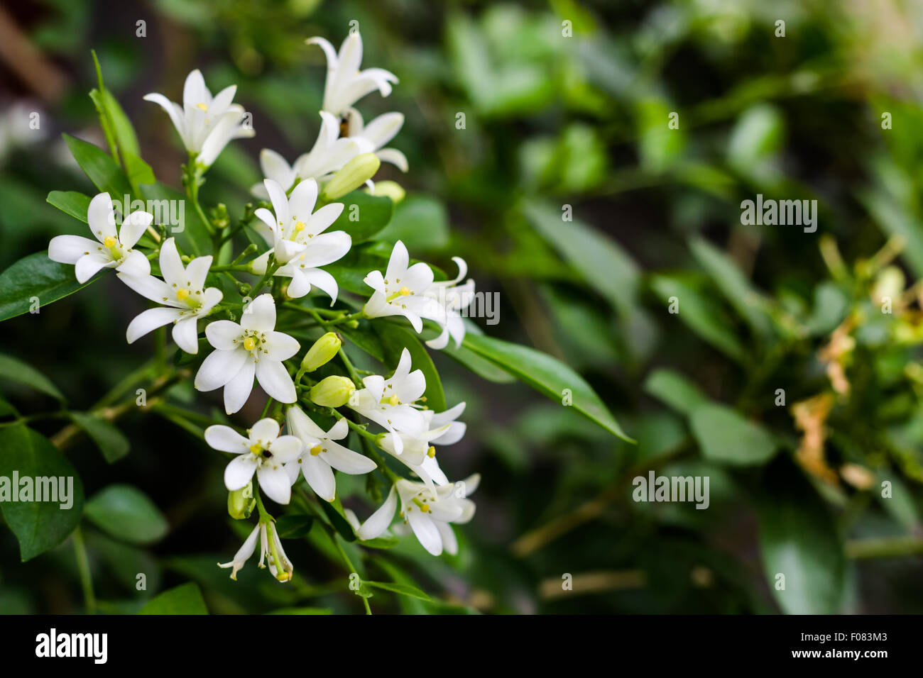 "Andaman Satinwood" oder "Murraya Paniculata' im Garten Stockfoto