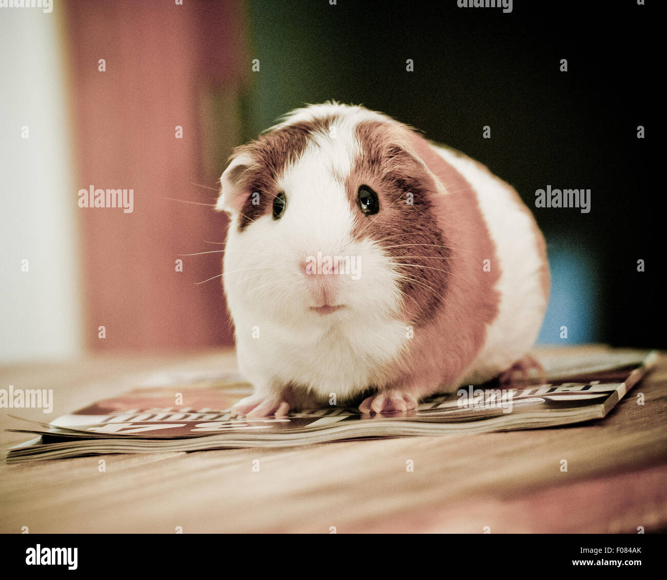 Meerschweinchen hautnah. Stockfoto