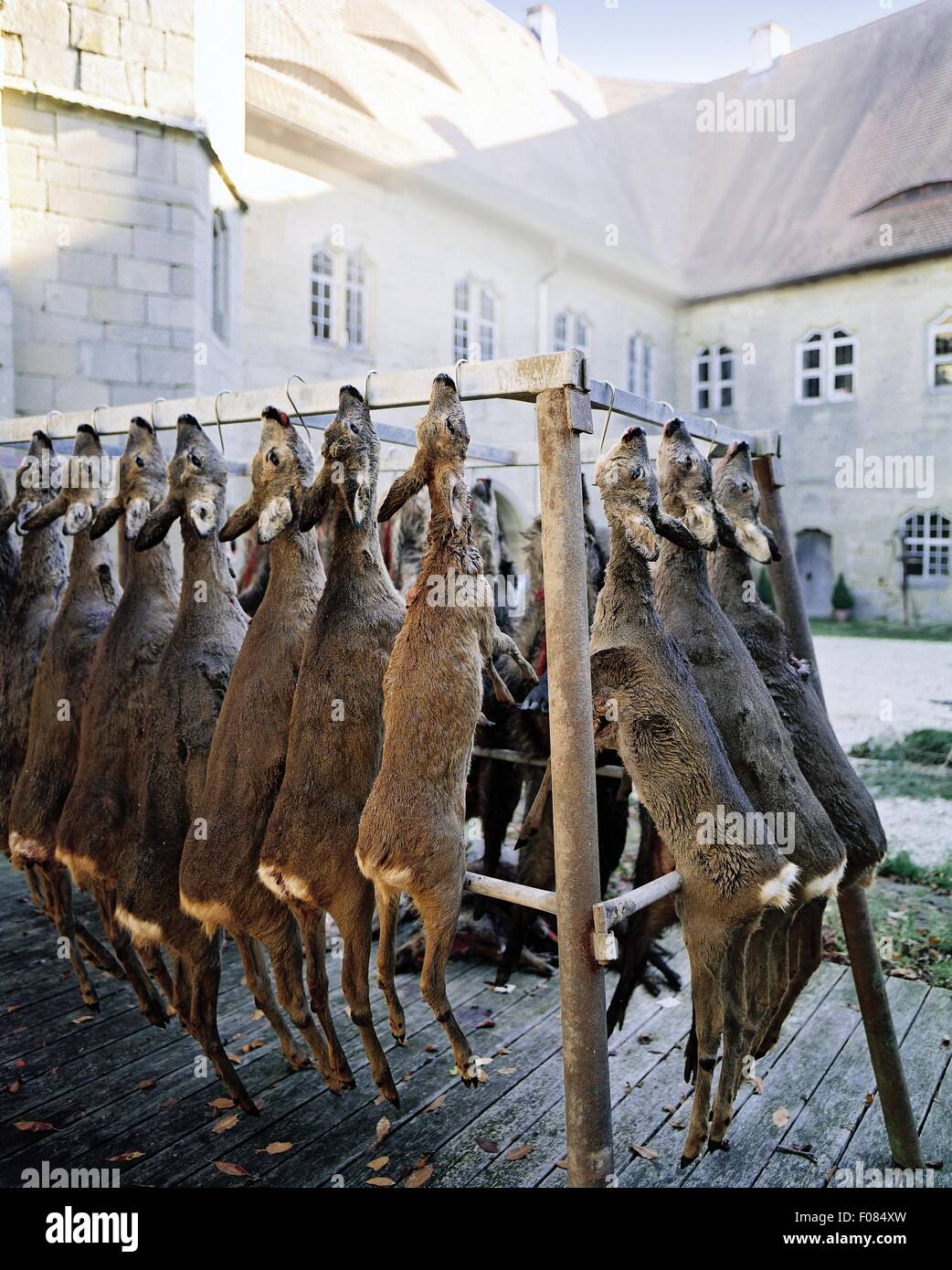 Gejagte Spiel nach einer Jagd in der Burg Frankenberg, Weigenheim, Deutschland Stockfoto