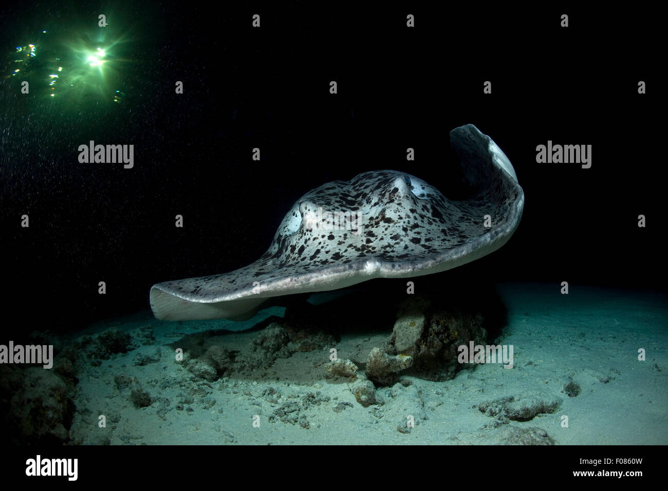 Marbled Stingray nachts Taeniura Meyeni, Ari Atoll, Malediven Stockfoto