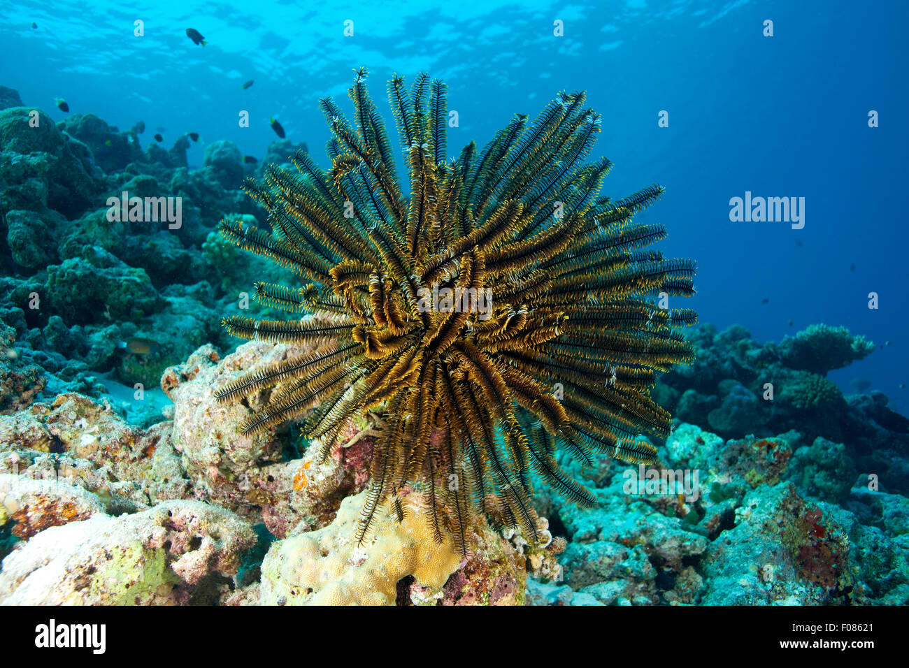 Featherstar am Korallenriff, Comanthina Schlegeli, Ari Atoll, Malediven Stockfoto