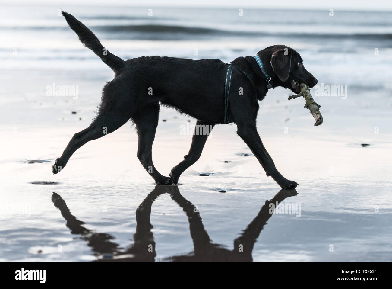 Labrador zu Fuß am Strand mit Stock in den Mund und hat einen Kabelbaum auf Stockfoto