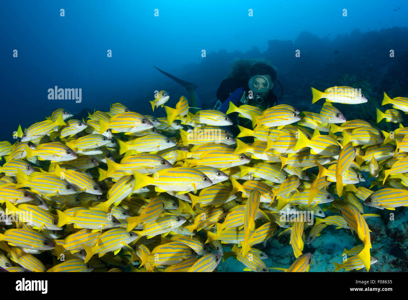 Schwarm von Bluestripe Snapper, Lutjanus Kasmira, Ari Atoll, Malediven Stockfoto