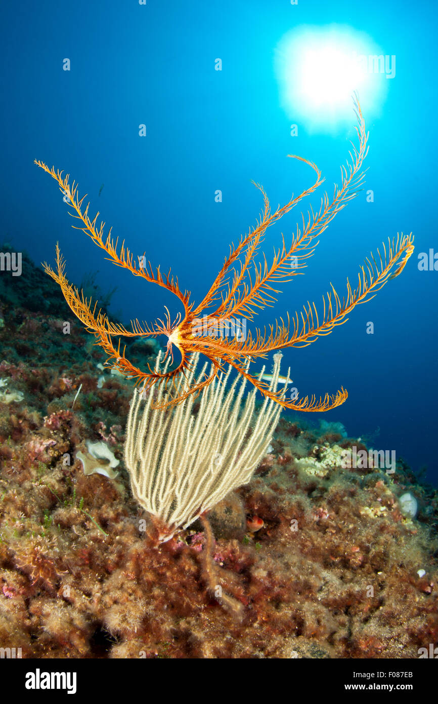 Feder-Stern auf weißen Seafan, Antedon Mediterranea, Massa Lubrense, Kampanien, Italien Stockfoto