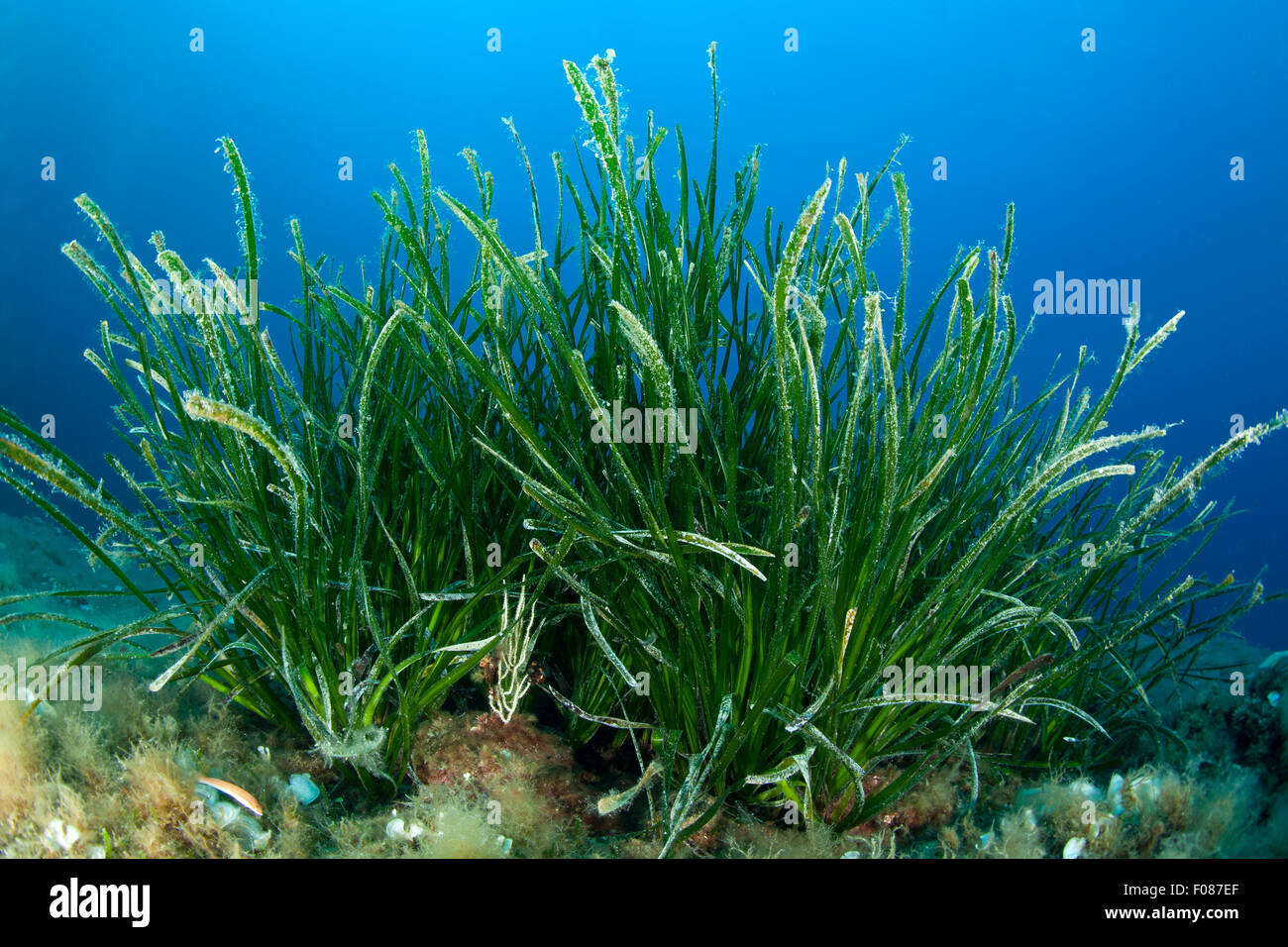 Seegraswiesen, Posidonia Oceanica, Massa Lubrense, Kampanien, Italien Stockfoto