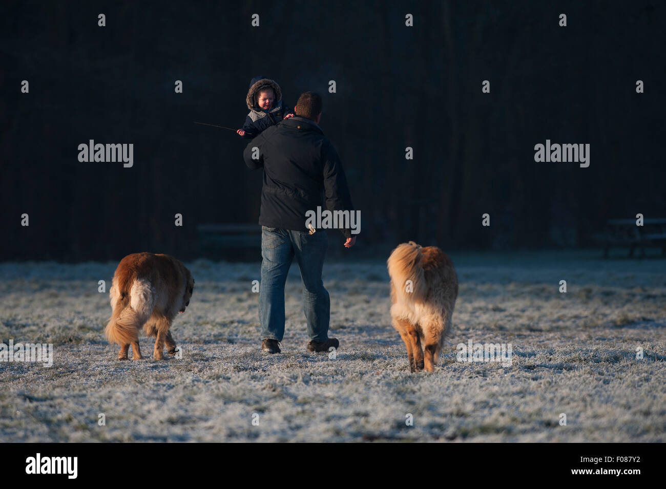 Vater mit seinem Kind beim gehen zwei Hunde an einem kalten, frostigen Winter Morgen in Langdon Hills Country Park, Basildon. Stockfoto