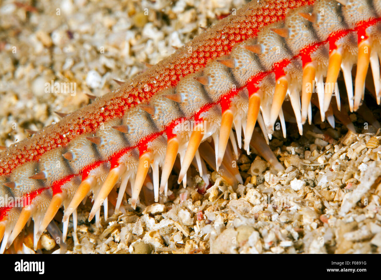 Detail der roten Kamm Seestern, Astropecten Aranciacus, Ponza, Italien Stockfoto