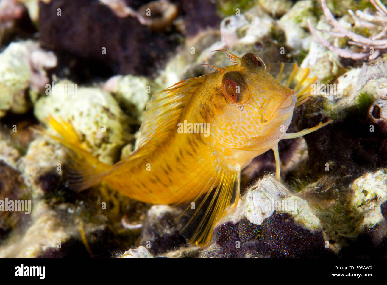 Weibliche Variable Blenny, Parablennius Pilicornis, Ponza, Italien Stockfoto