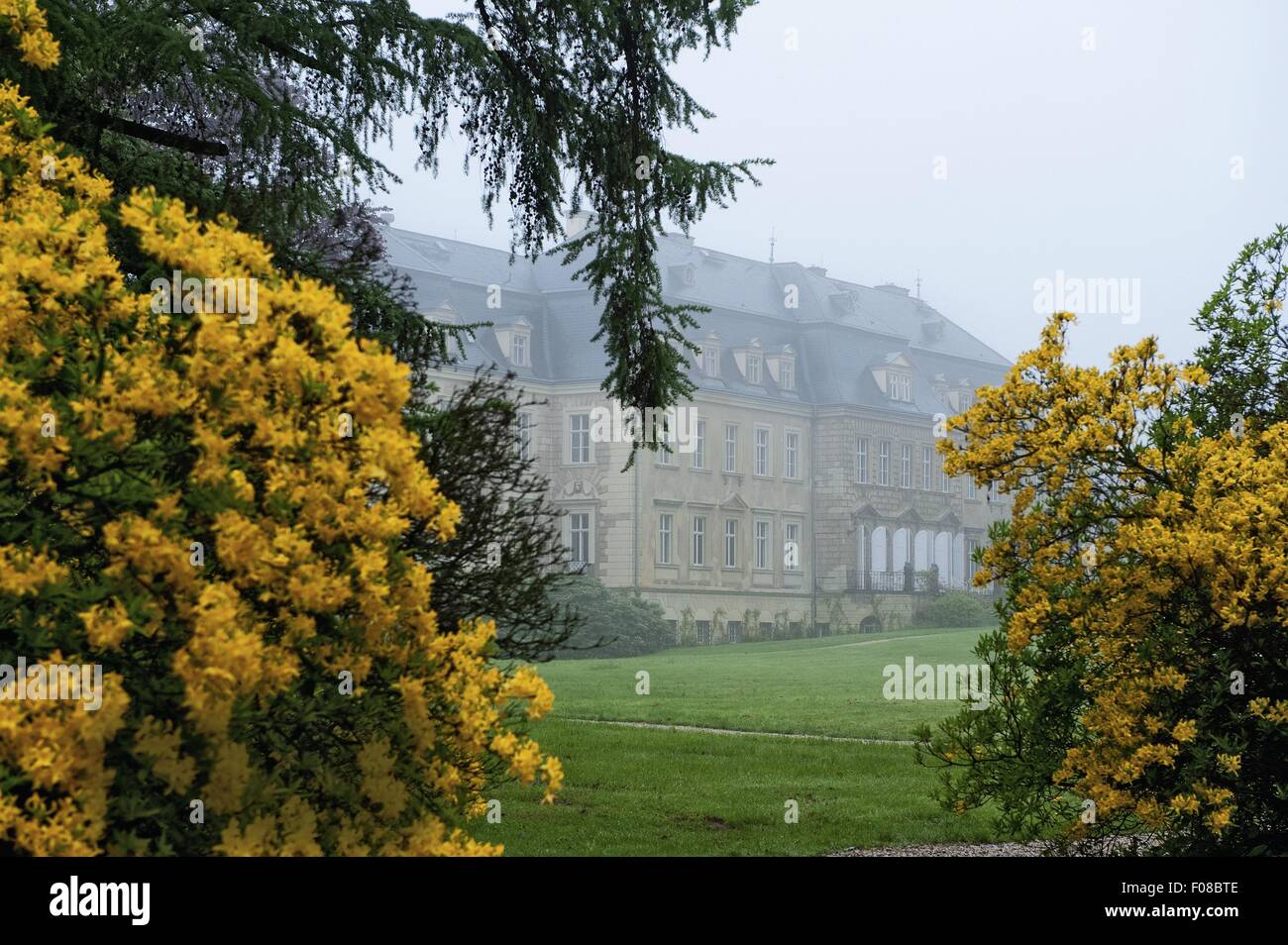 Blick auf Schloss Gaussig und gelbe Blume im Nebel, Sachsen, Deutschland Stockfoto