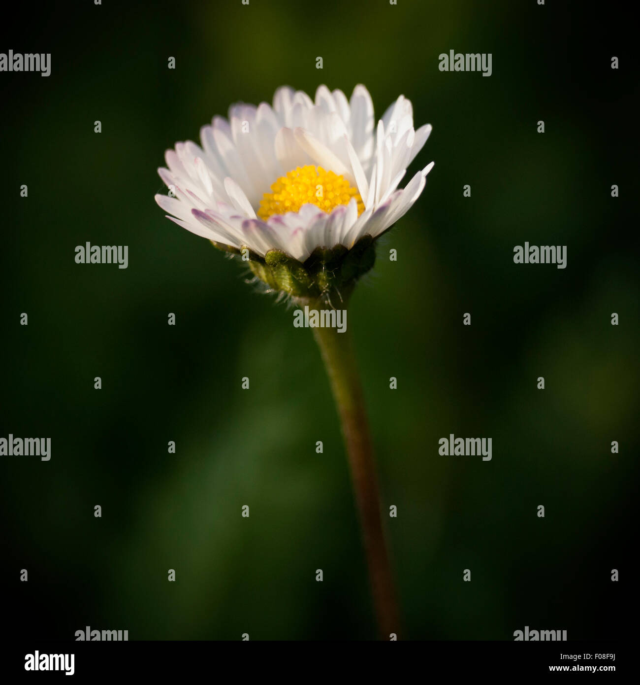 Eine Nahaufnahme von einem White Daisy auf dunkelgrünen Hintergrund. Stockfoto