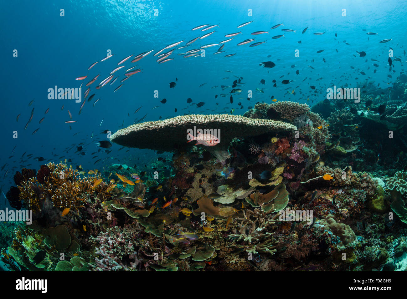 Coral Reef Landschaft, Florida Inseln, Salomonen Stockfoto