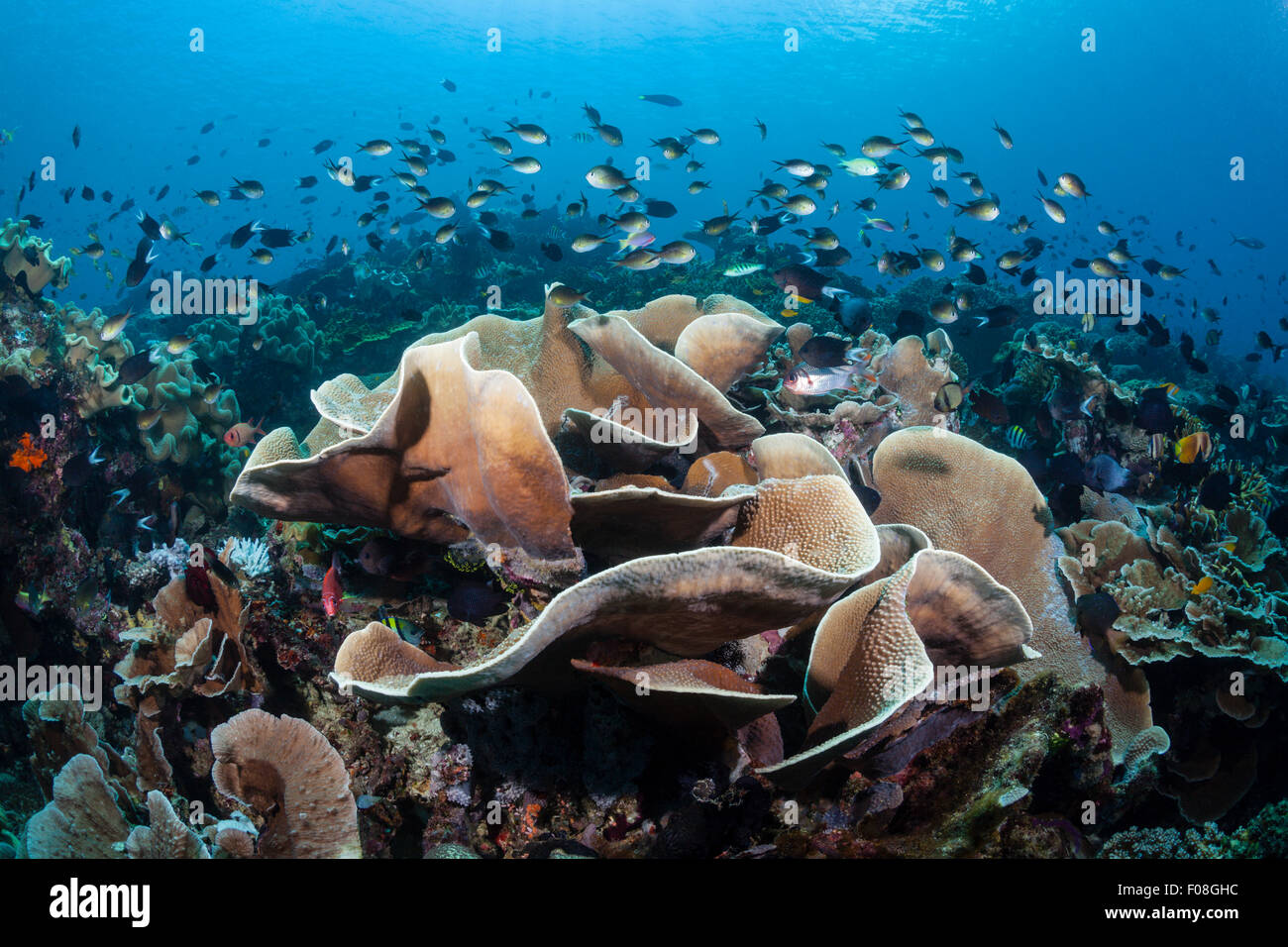 Salat Coral, Turbinaria Mesenterina, Florida Inseln, Salomonen