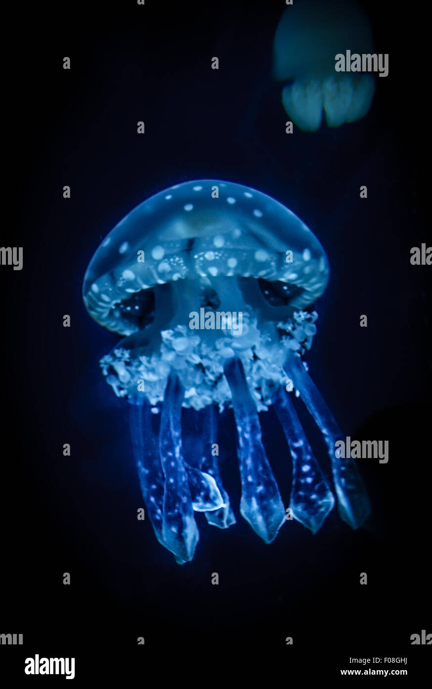 Quallen im Newport Aquarium Stockfoto