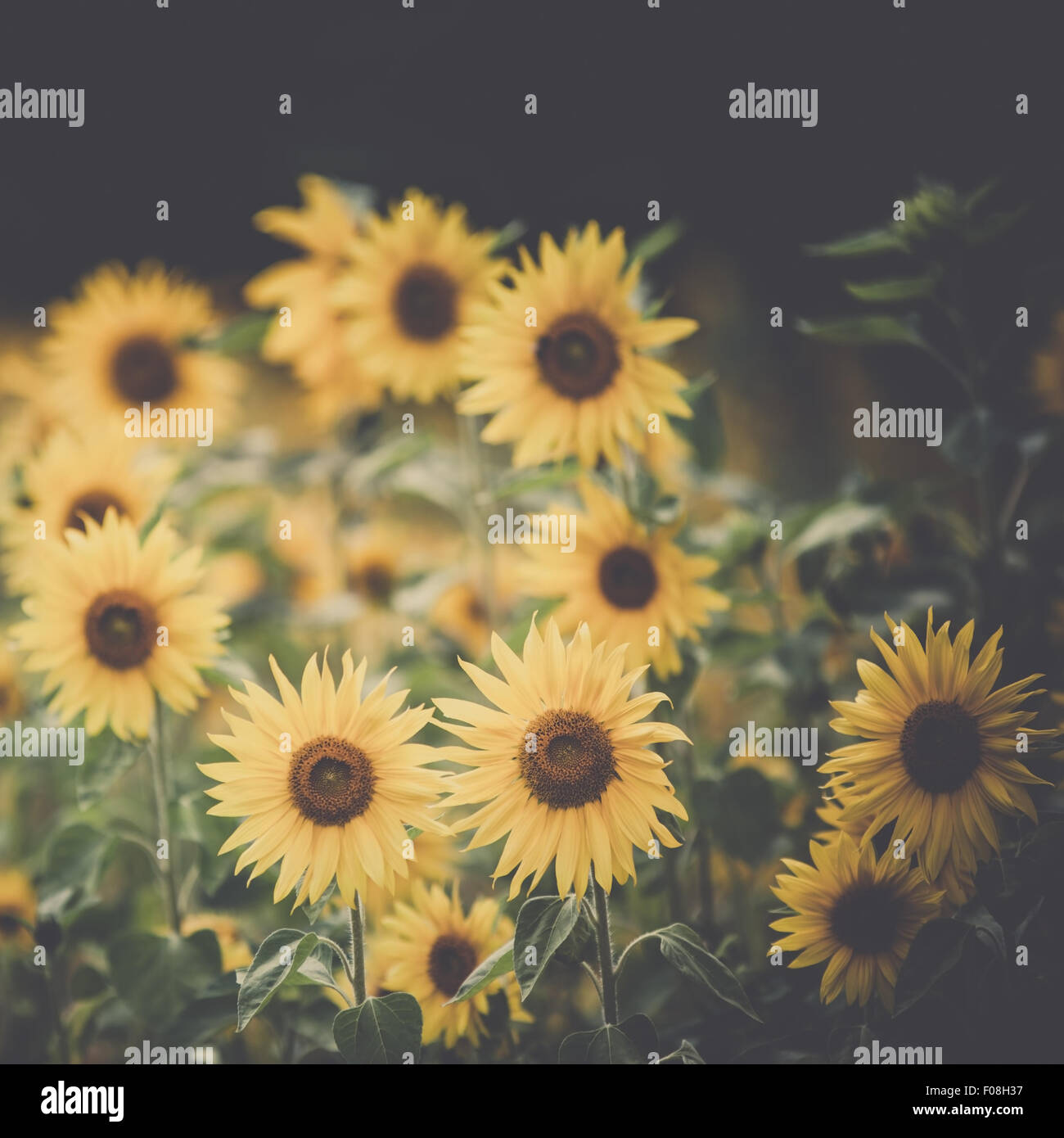 Sonnenblumen Feld. Gefilterten Bild mit einer selektiven Fokus Stockfoto