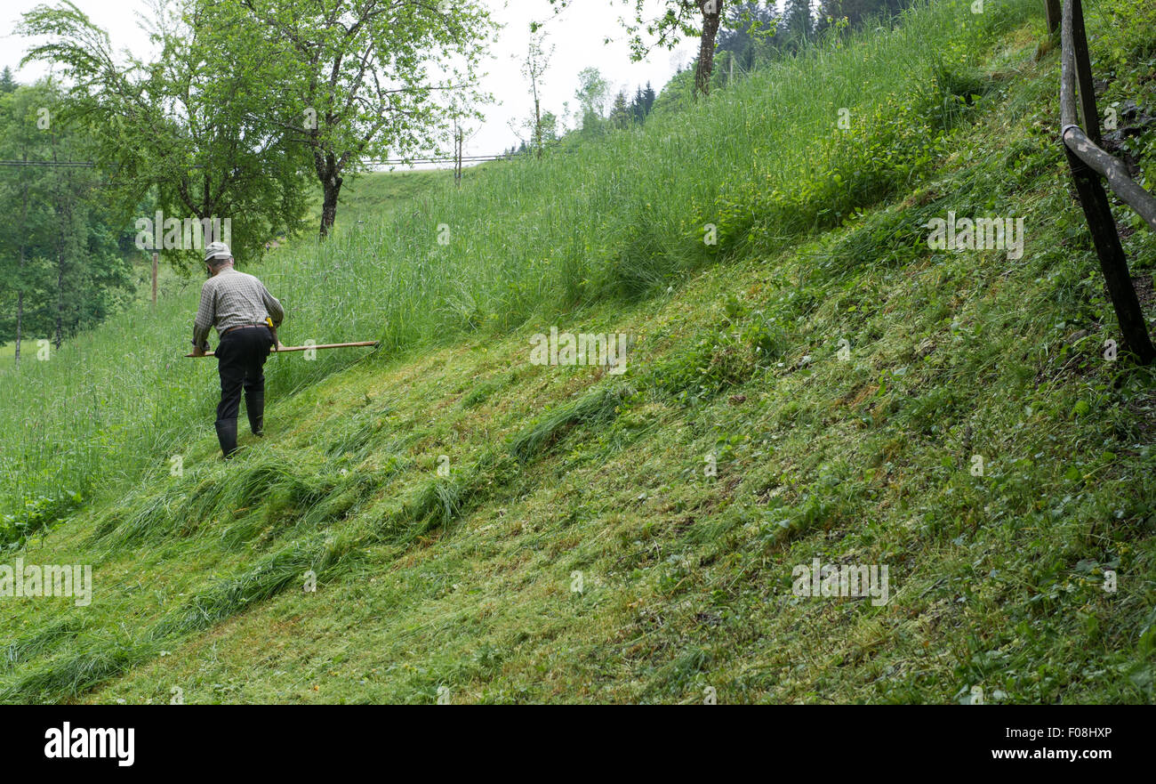 Österreichischen Bauern mit einer traditionellen hölzernen Sense, um eine Wiese Feld zu schneiden. Stockfoto