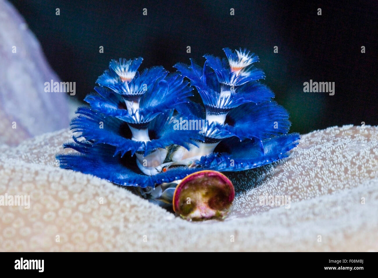 Blauer Weihnachtsbaum Wurm, Spirobranchus Giganteus, Florida Inseln, Salomonen Stockfoto