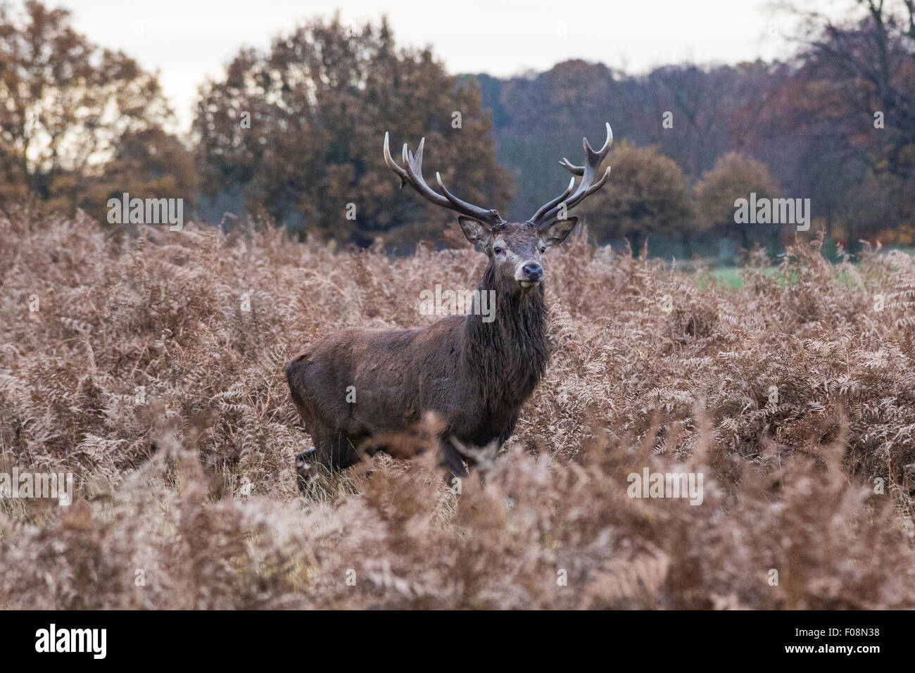 Ein Rothirsch Hirsch, Cervus Elaphus in Richmond Park, Richmond, England, Vereinigtes Königreich Stockfoto