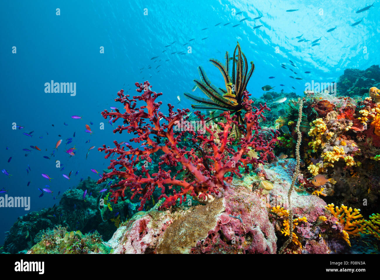 Bunte Korallenriff, Marovo Lagune, Salomonen Stockfoto