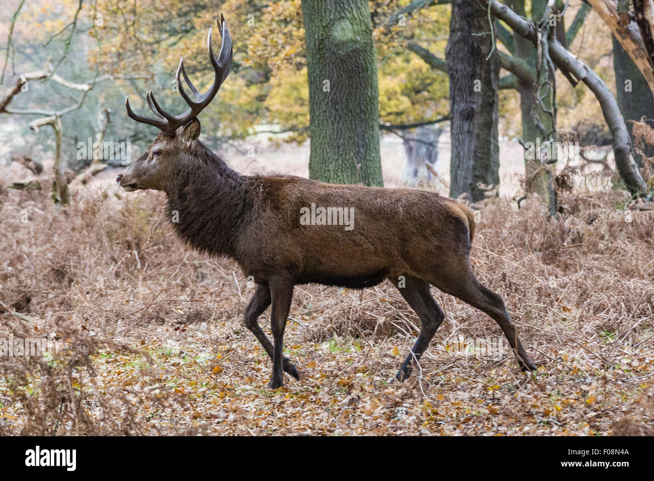 Ein Rothirsch Hirsch, Cervus Elaphus in Richmond Park, Richmond, England, Vereinigtes Königreich Stockfoto