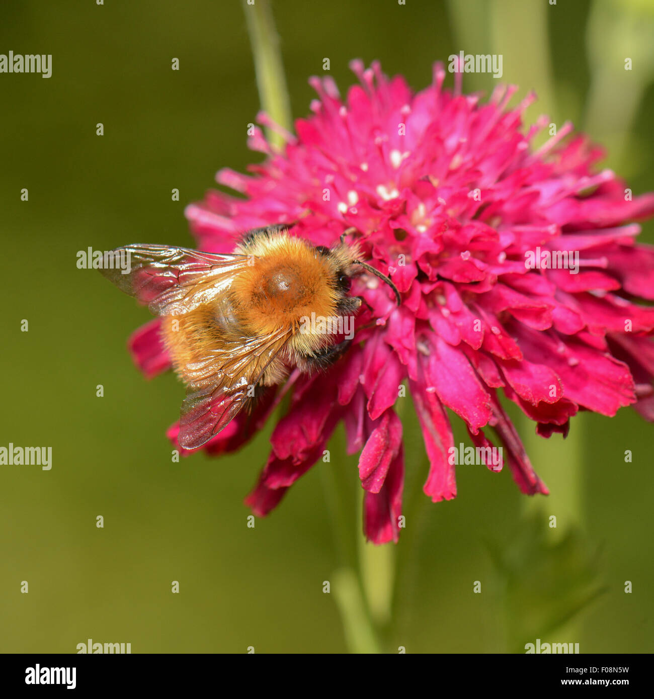 Gemeinsamen Carder Hummel (Bumbus Pascuorum) ernähren sich von rosa Nadelkissen Blume Stockfoto