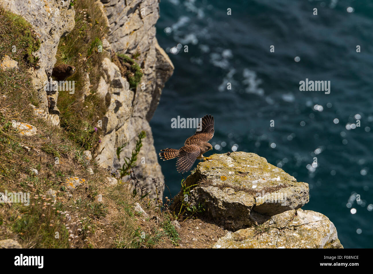 Wanderfalke, Falco Peregrinus Peregrinus, Durlston Country Park, Isle of Purbeck, in der Nähe von Swanage, Dorset, England Stockfoto