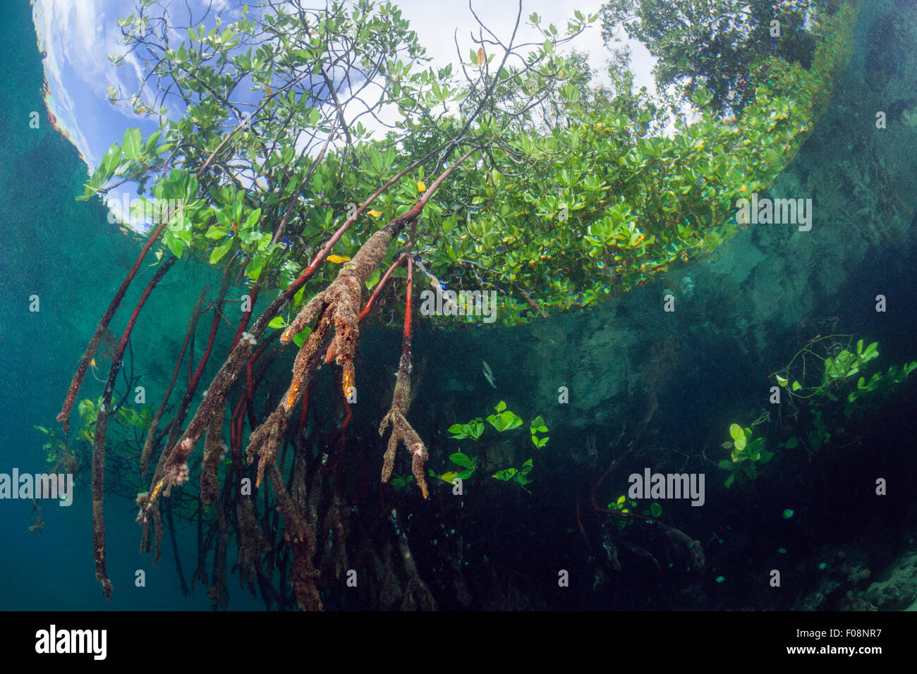 Stelzenläufer Wurzeln der Mangroven-Baum, Rhizophora SP., Russell-Inseln, Salomonen Stockfoto