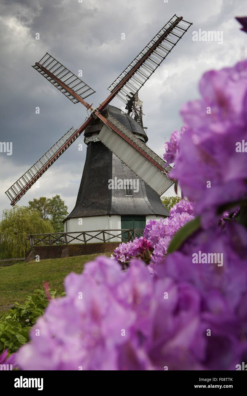 Ansicht der Windmühle mit Rhododendron Blüte, Worpswede, Deutschland Stockfoto