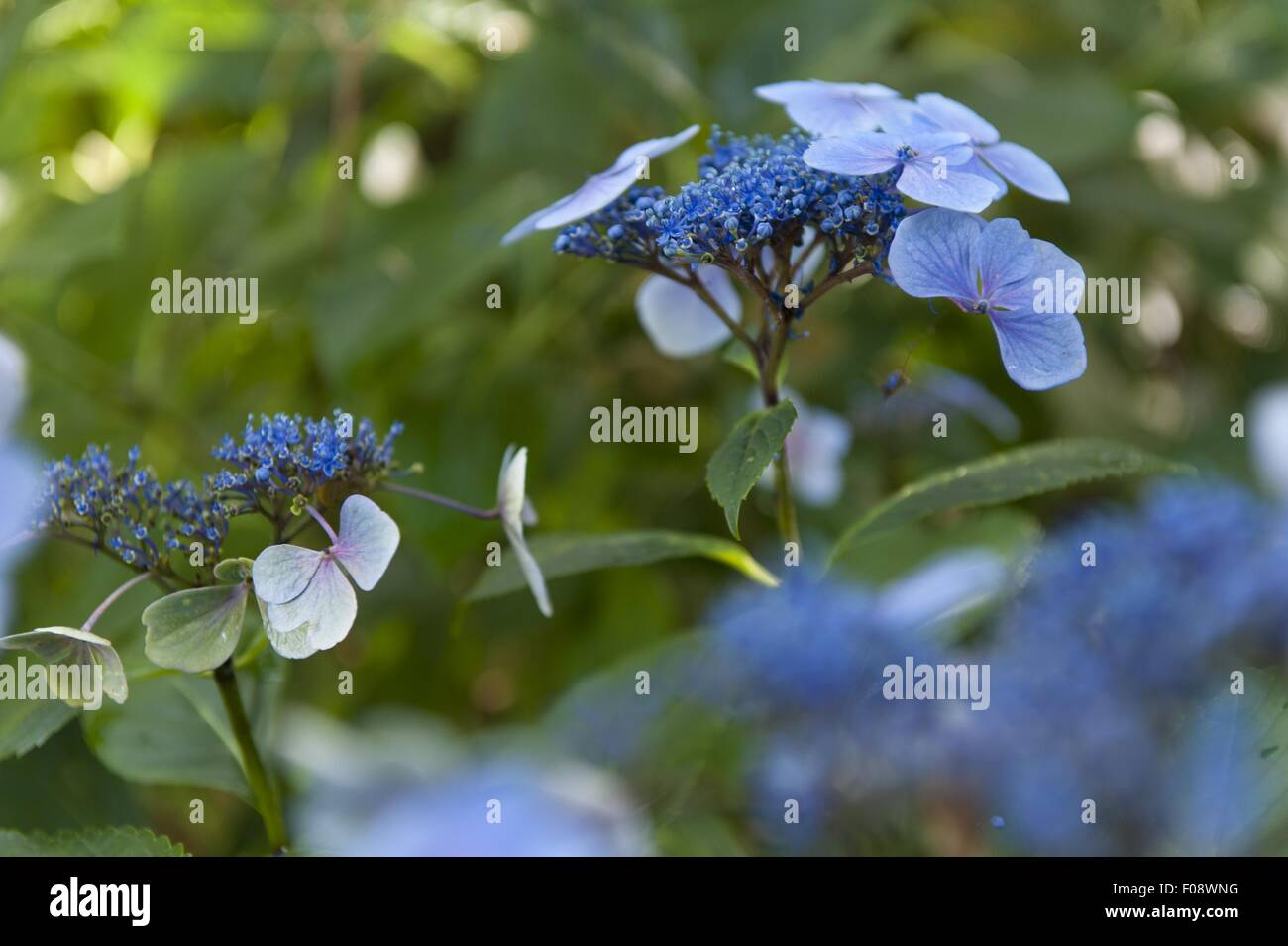 Nahaufnahme von blauen Hortensien Stockfoto