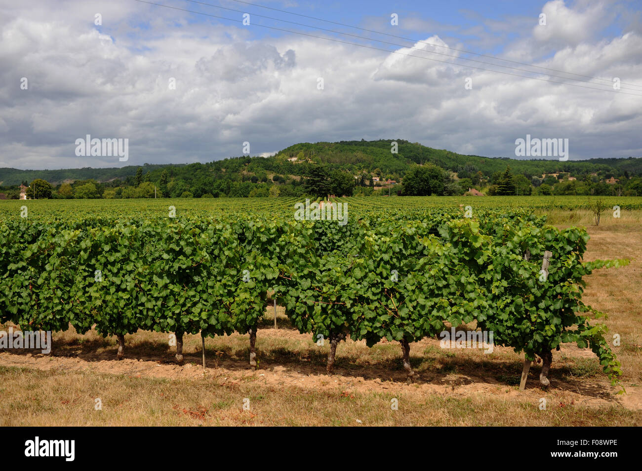 Typischer Weinberg des Süd-West-Frankreich im Großraum Cahors wächst die Sorte Malbec Traube in der Nähe der Stadt von Puy L'Eveque Stockfoto